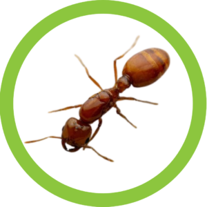 Image of the fire ant species Solenopsis aurea.