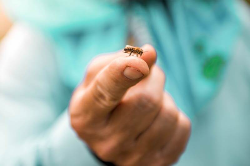 Higher Risk: Beekeepers Allergic to Bee Stings - BeeAware Allergy