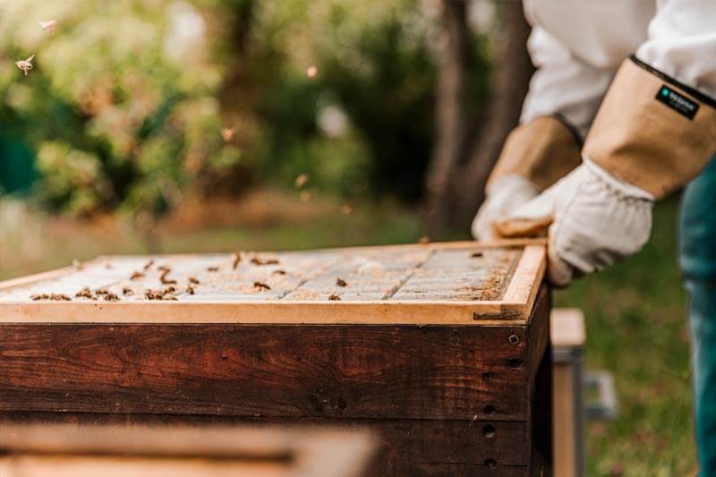 Why Do Beekeepers Give Up?