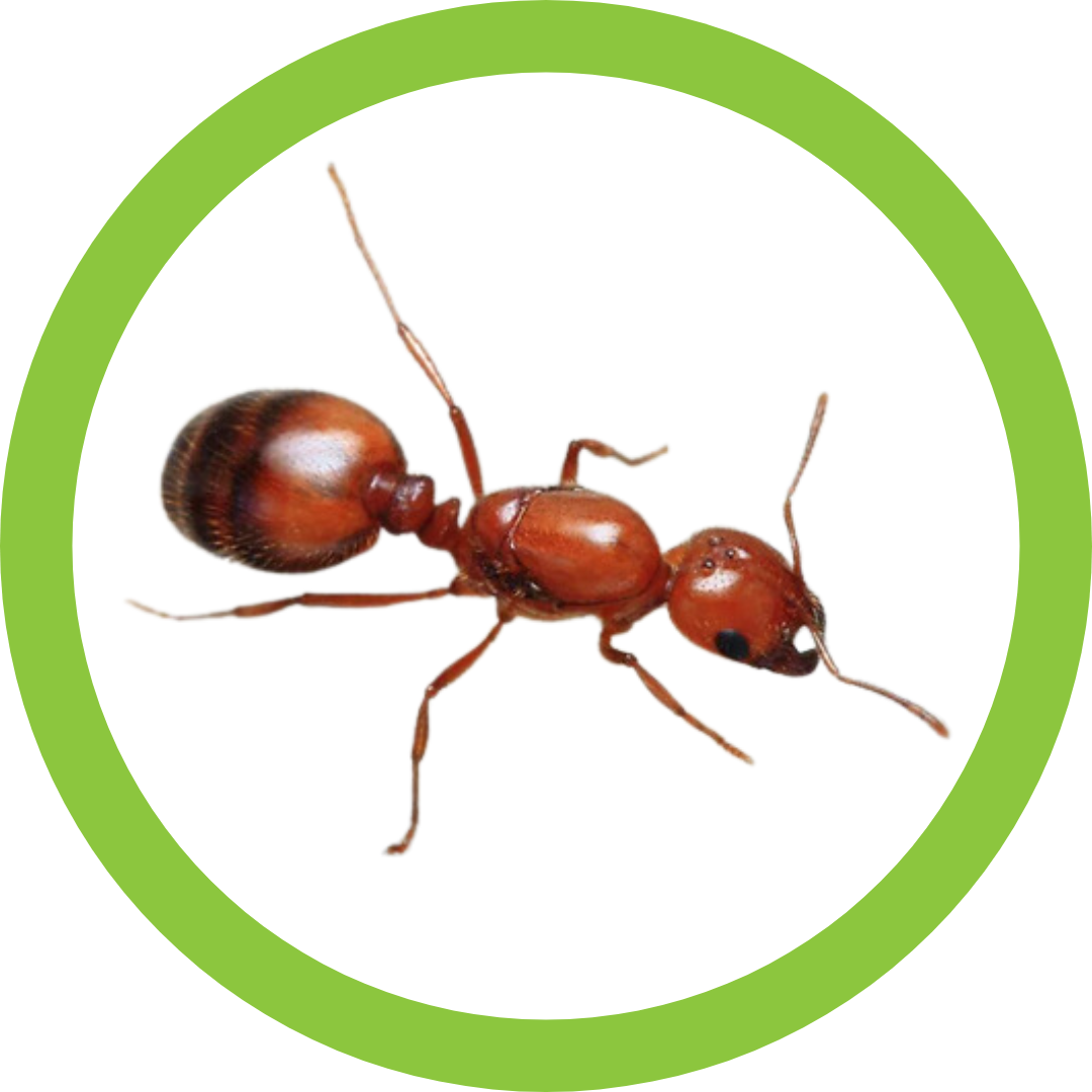 Learn About Fire Ants - BeeAware Allergy