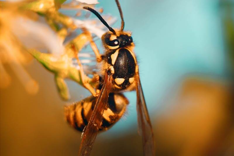 Yellowjackets: Swarming decaying produce or garbage near you